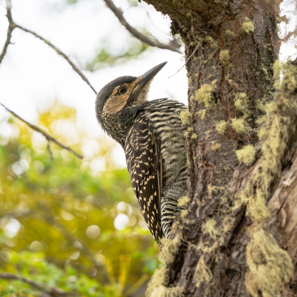 Chilean Flicker - ML623575076