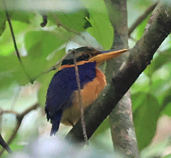 Rufous-collared Kingfisher - ML623575079