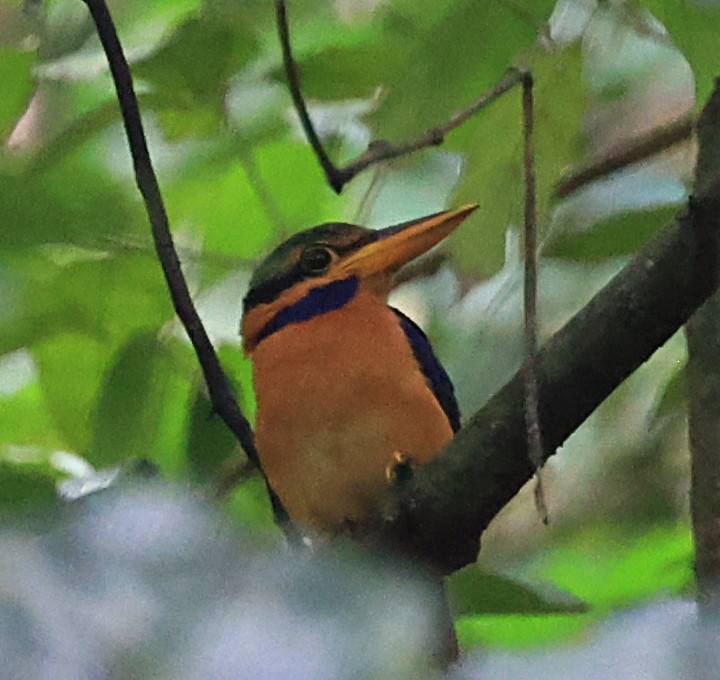 Rufous-collared Kingfisher - Steve Parrish