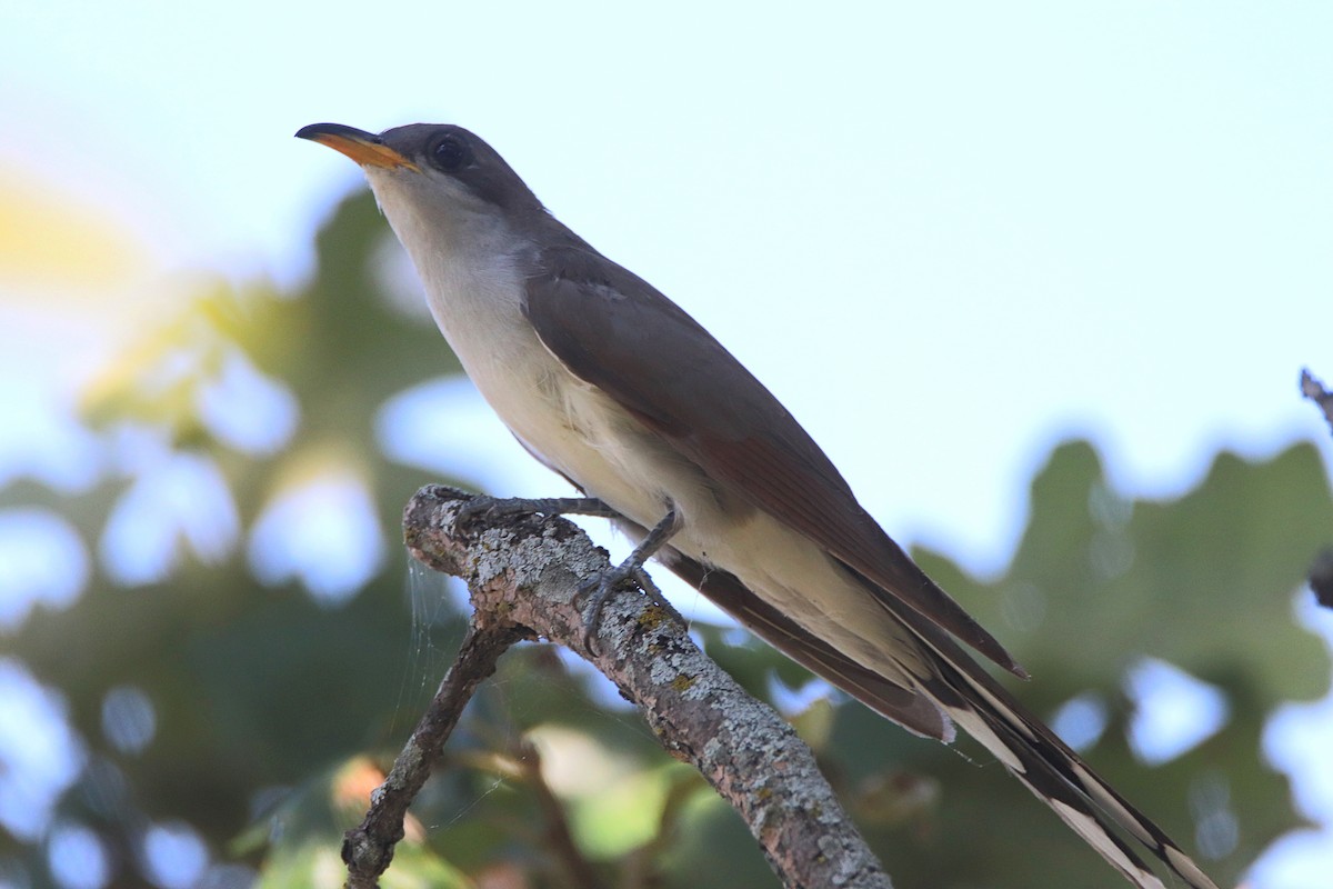 Yellow-billed Cuckoo - ML623575101