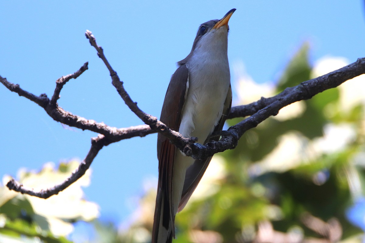 Yellow-billed Cuckoo - ML623575102