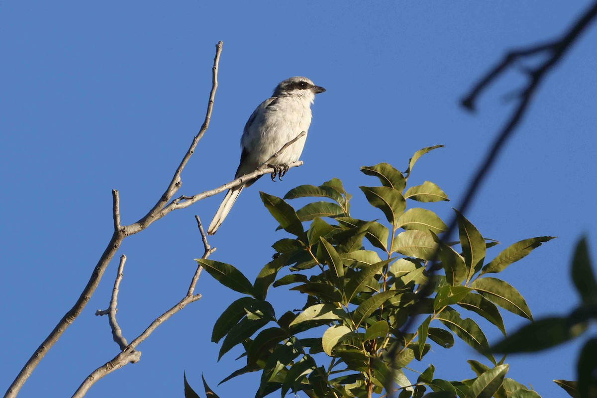 Loggerhead Shrike - Mark W. Lockwood