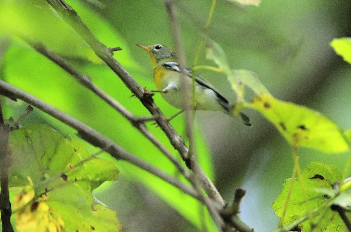Northern Parula - ML623575174