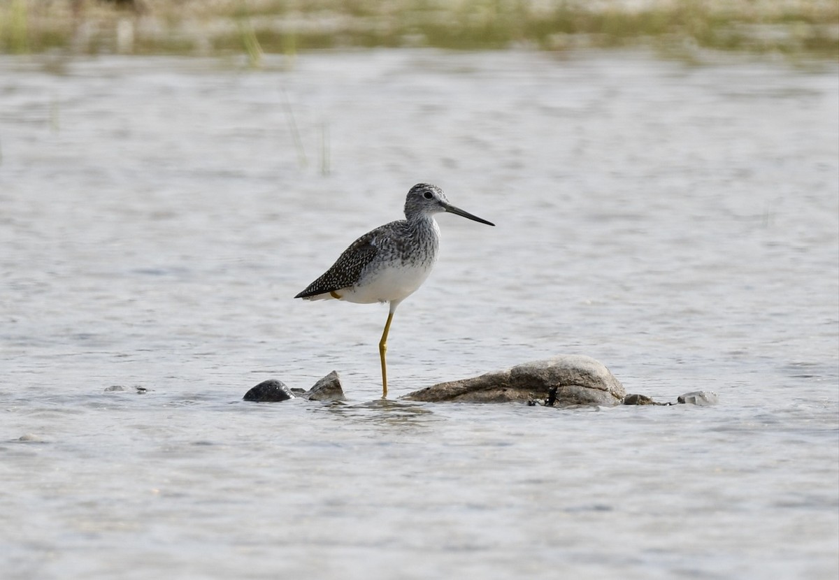 Greater Yellowlegs - ML623575179