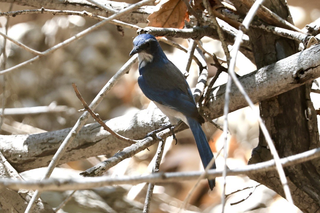 California Scrub-Jay - ML623575188