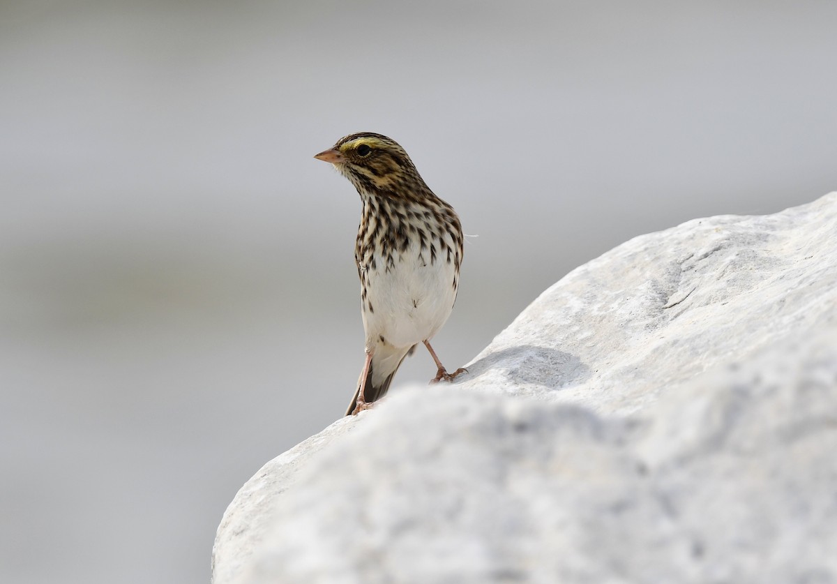 Savannah Sparrow - ML623575189