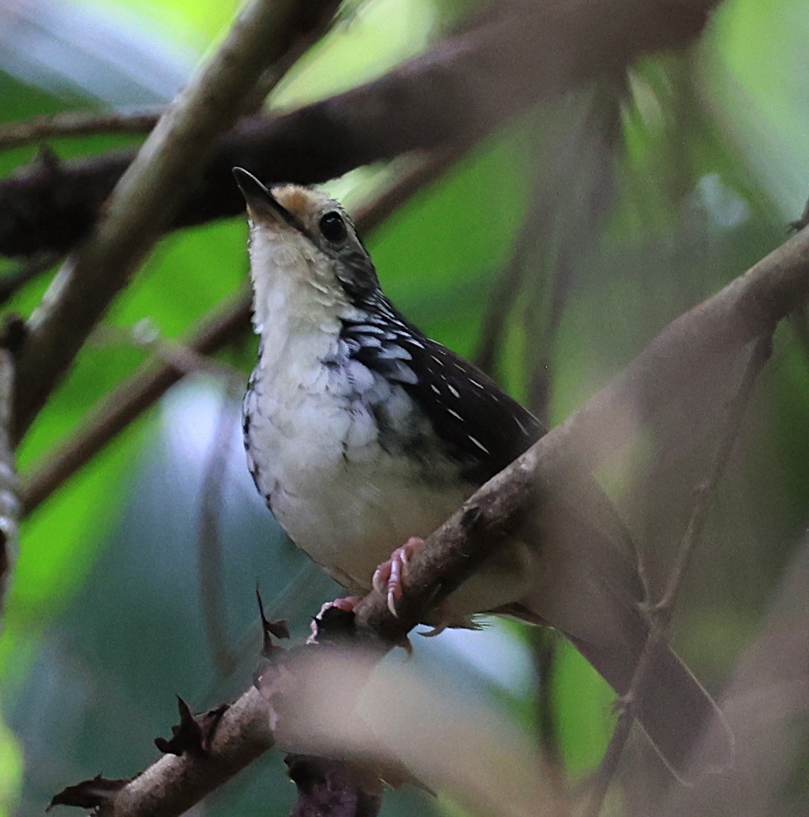 Striped Wren-Babbler - ML623575216