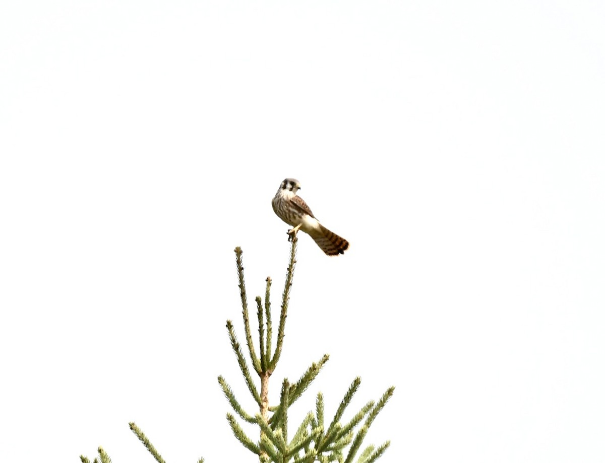 American Kestrel - ML623575225