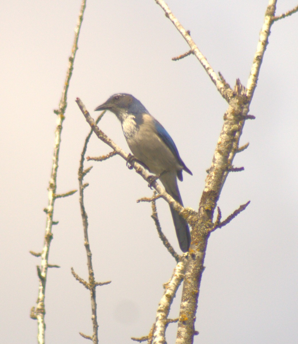 California Scrub-Jay - ML623575241