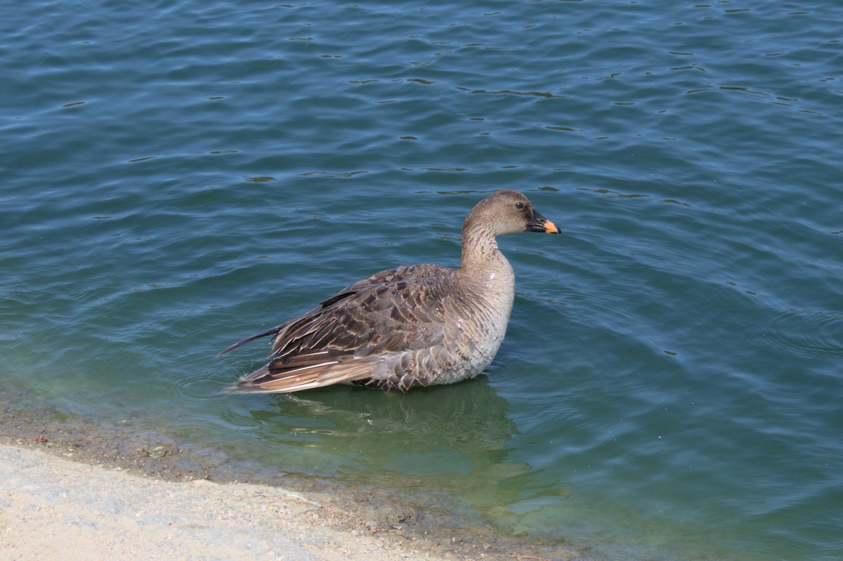 Tundra Bean-Goose - ML623575259