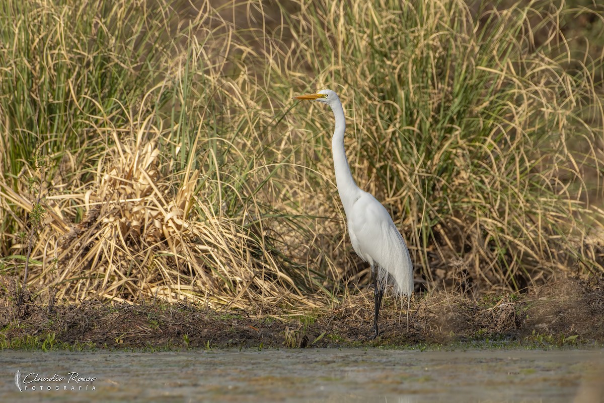 Great Egret - ML623575269