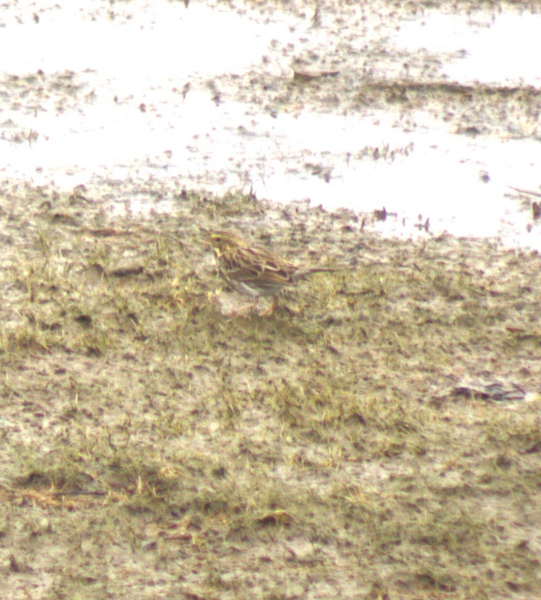 Savannah Sparrow - ML623575285