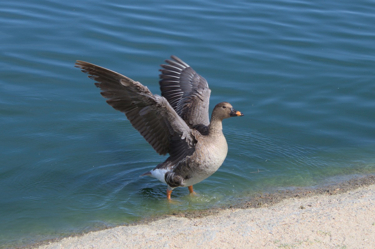 Tundra Bean-Goose - ML623575292