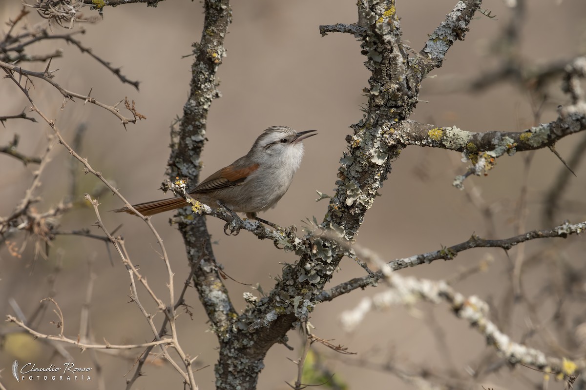 Stripe-crowned Spinetail - ML623575303