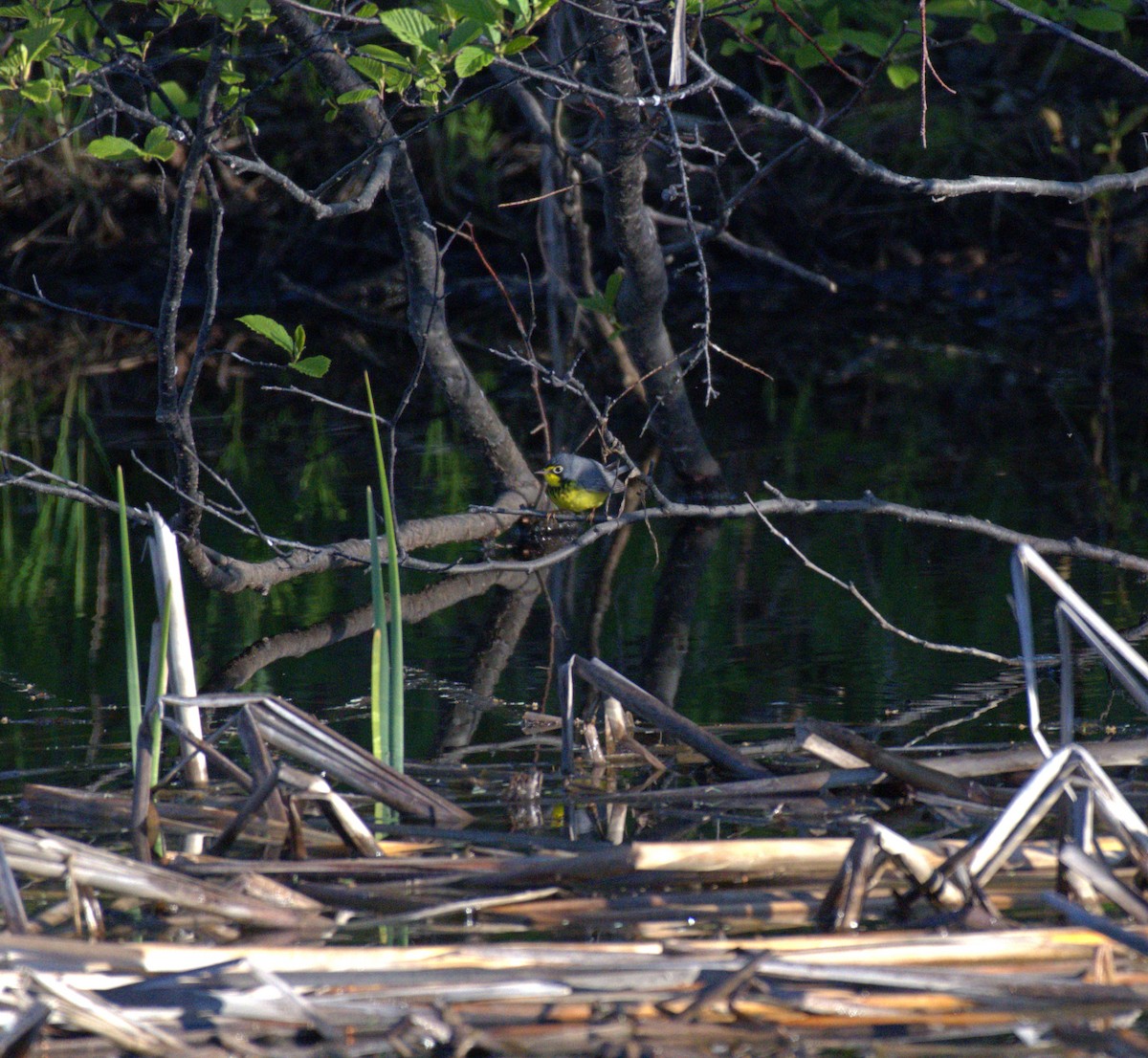 Canada Warbler - ML623575307