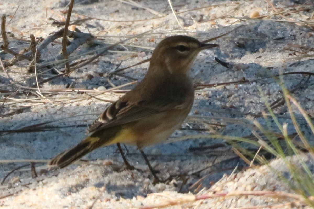 lesňáček bažinný (ssp. palmarum) - ML623575324