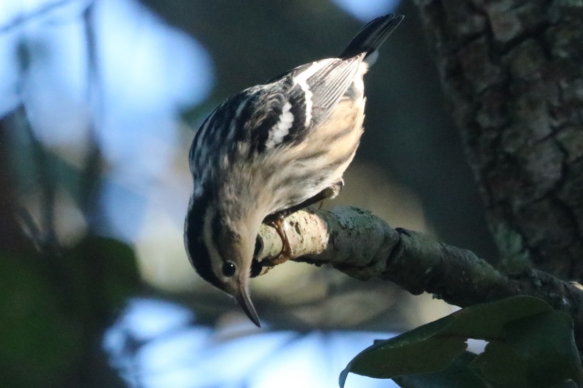 Black-and-white Warbler - ML623575335