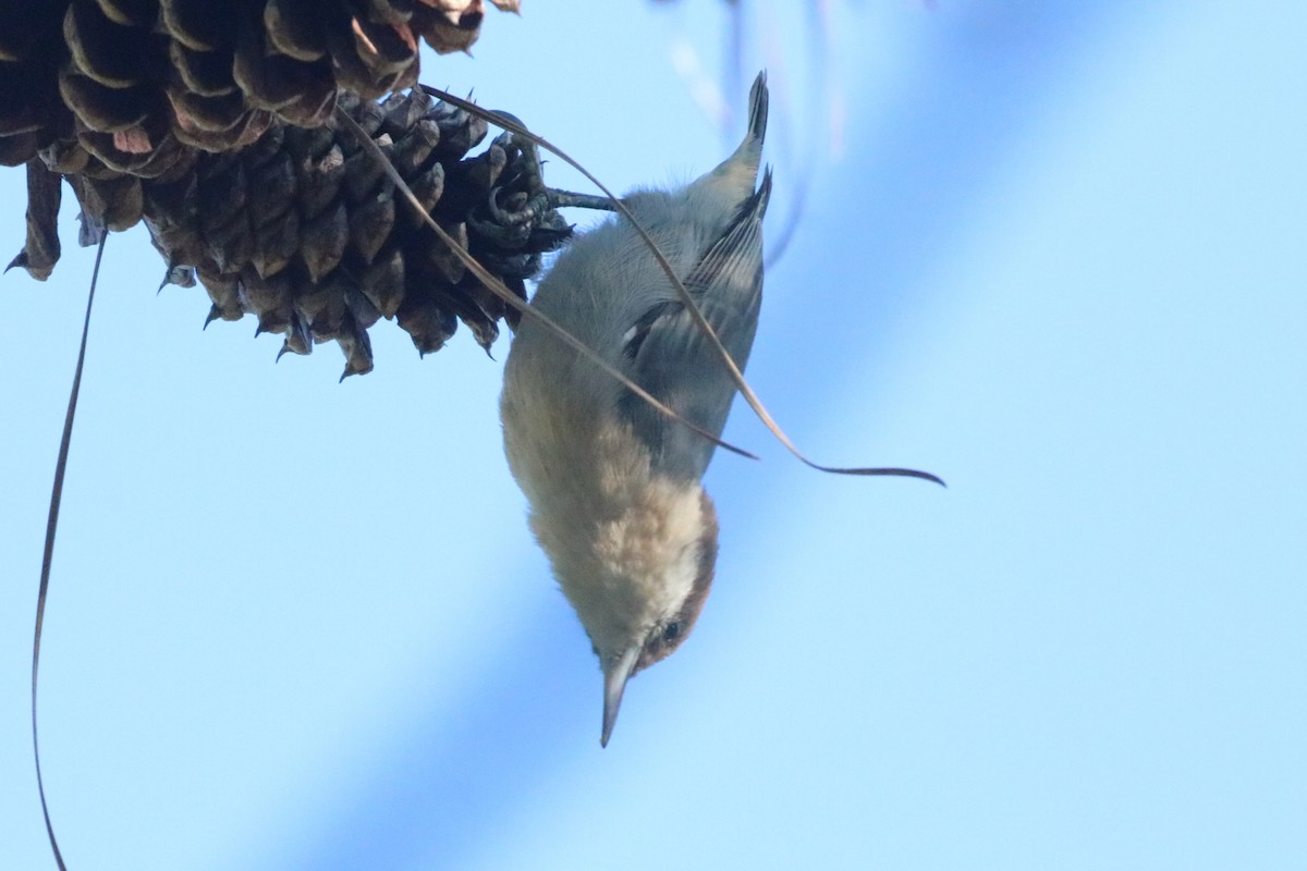 Brown-headed Nuthatch - ML623575344