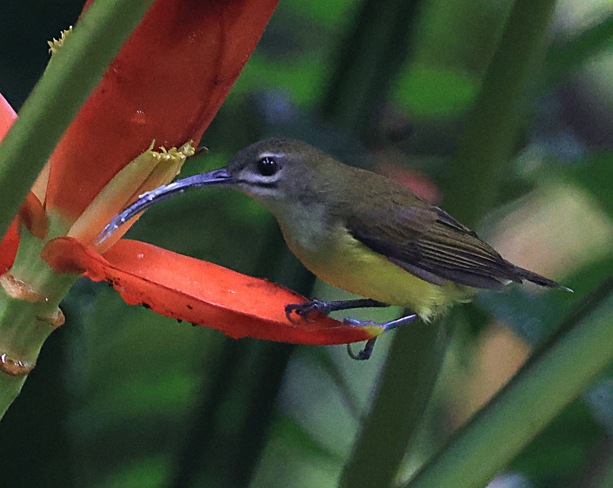 Little Spiderhunter - ML623575348