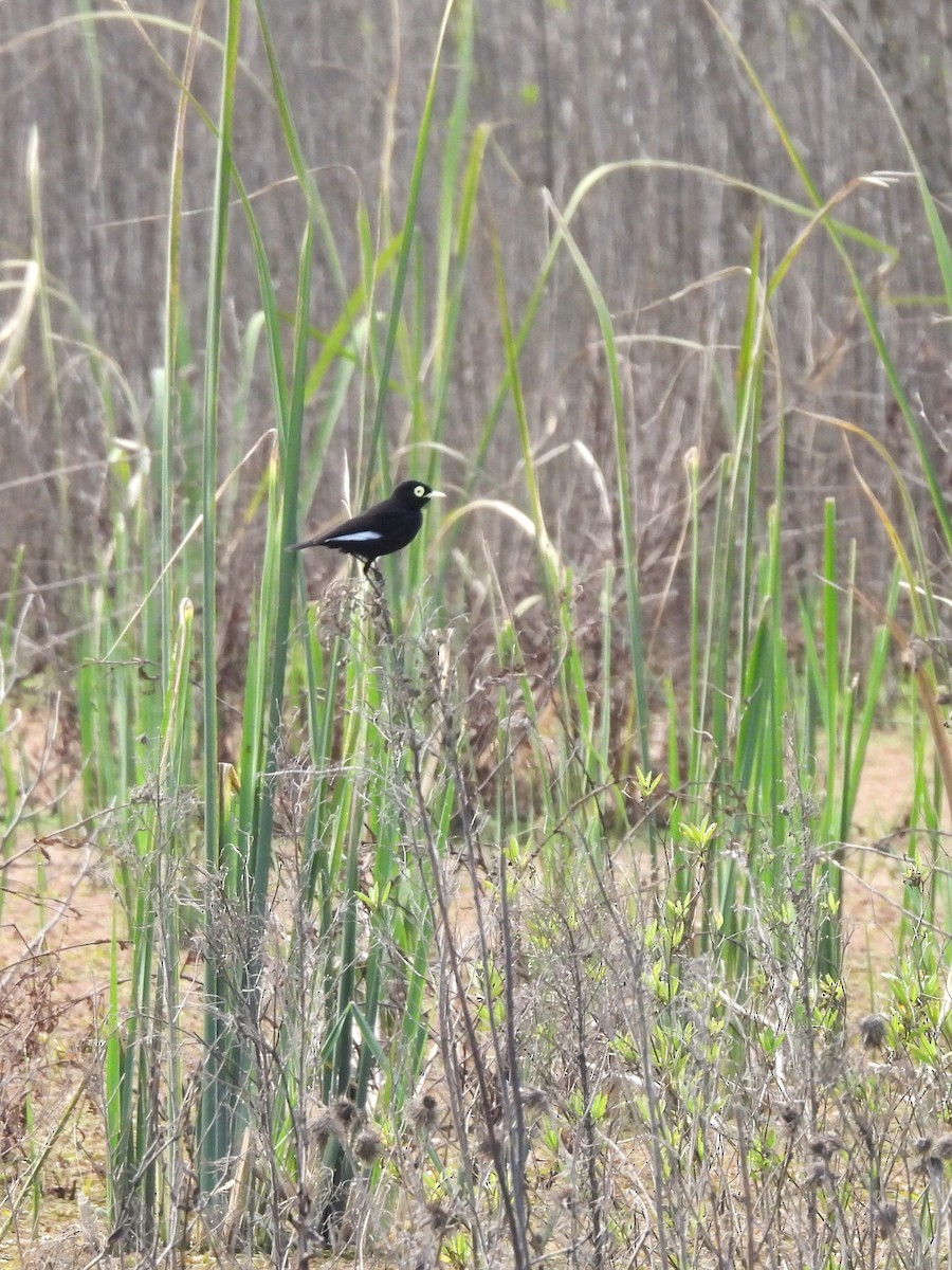 Spectacled Tyrant - ML623575383