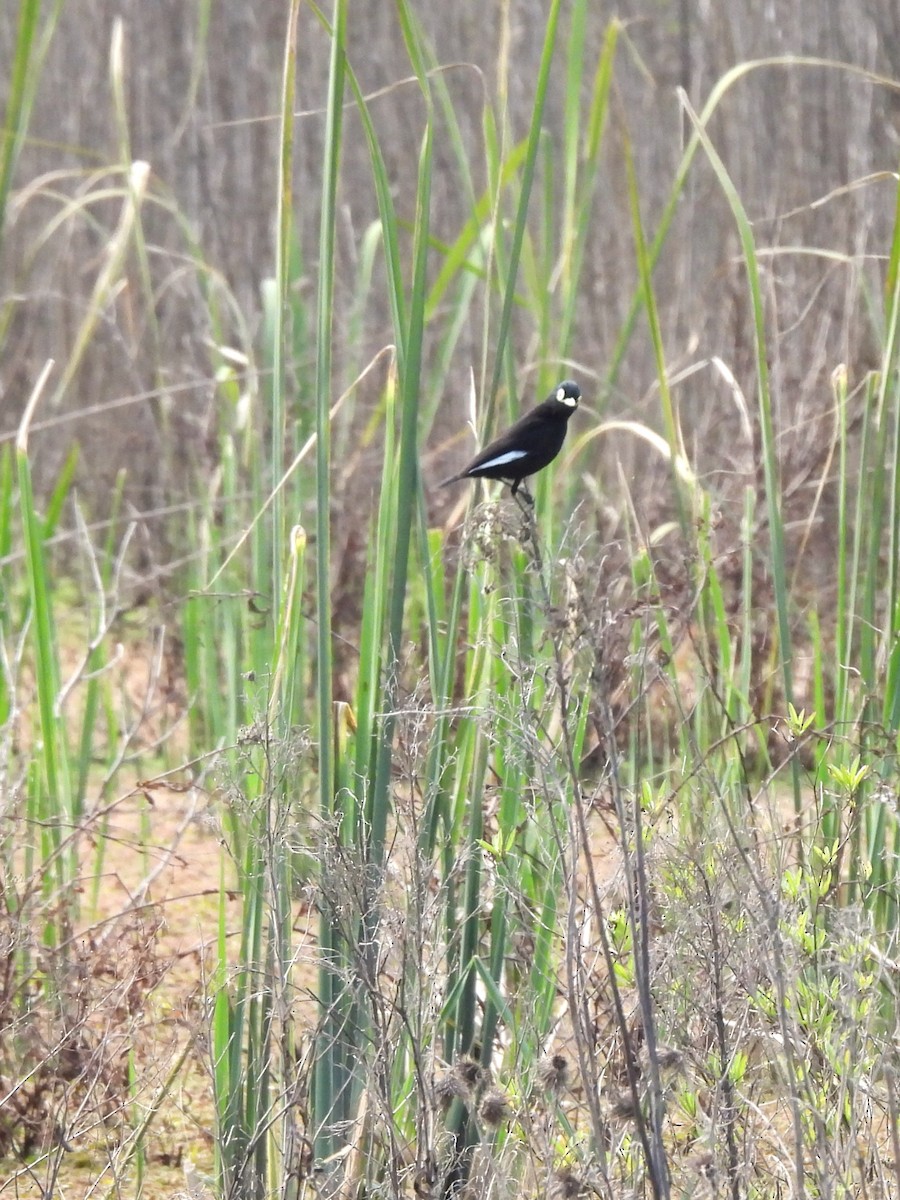 Spectacled Tyrant - ML623575384