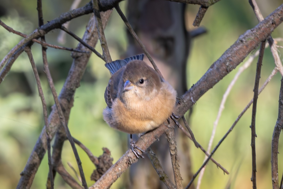 Lazuli/Indigo Bunting - ML623575392