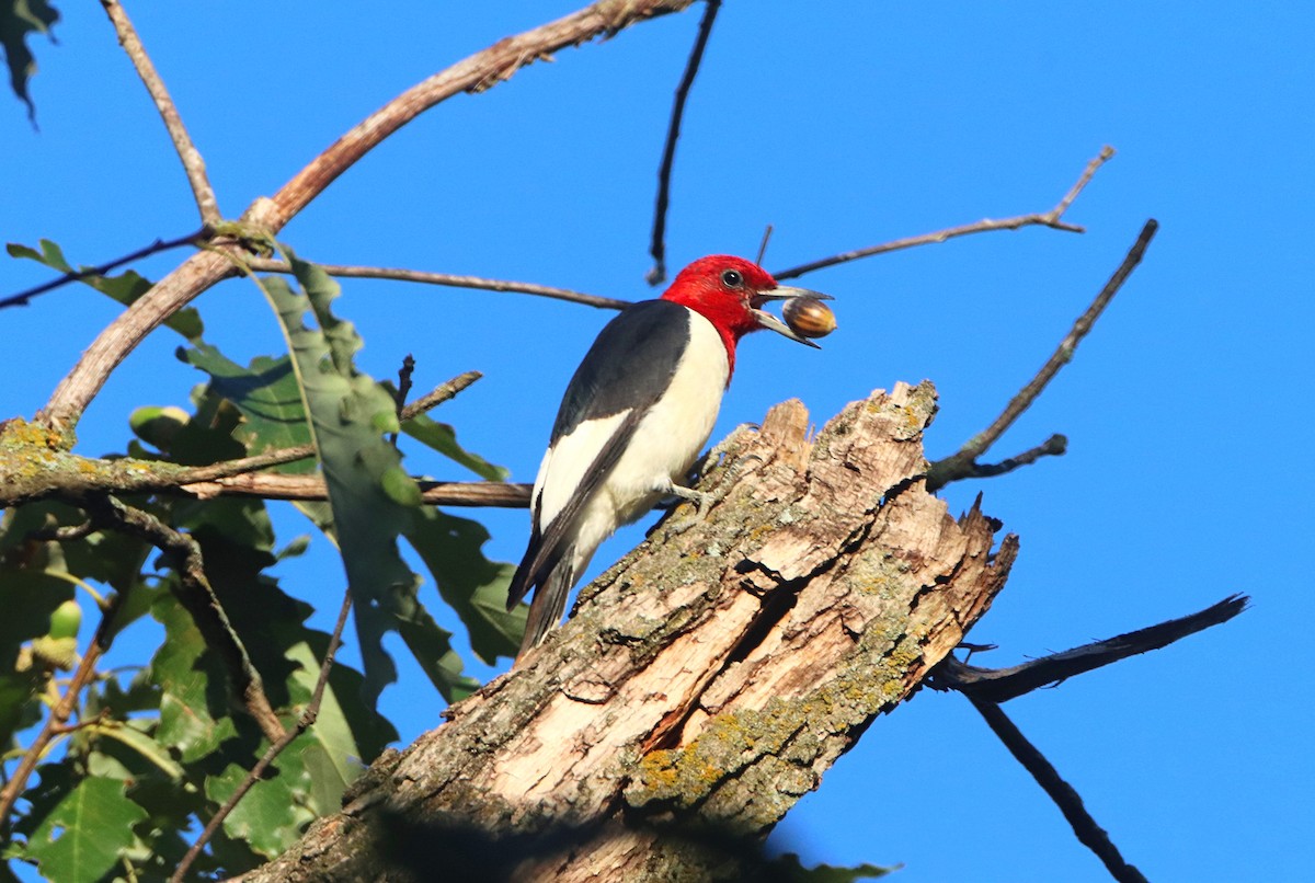 Red-headed Woodpecker - ML623575412