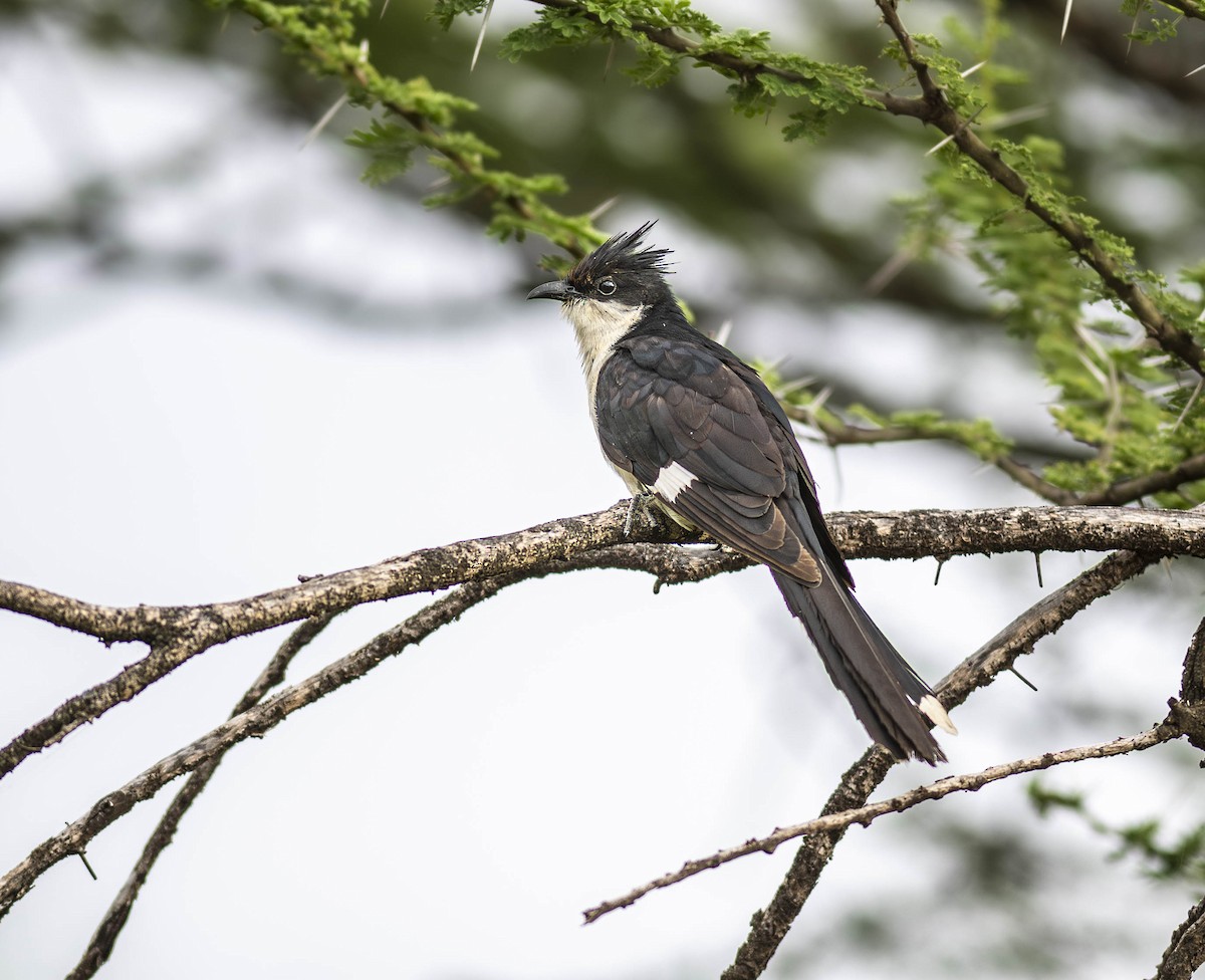 Pied Cuckoo - ML623575419