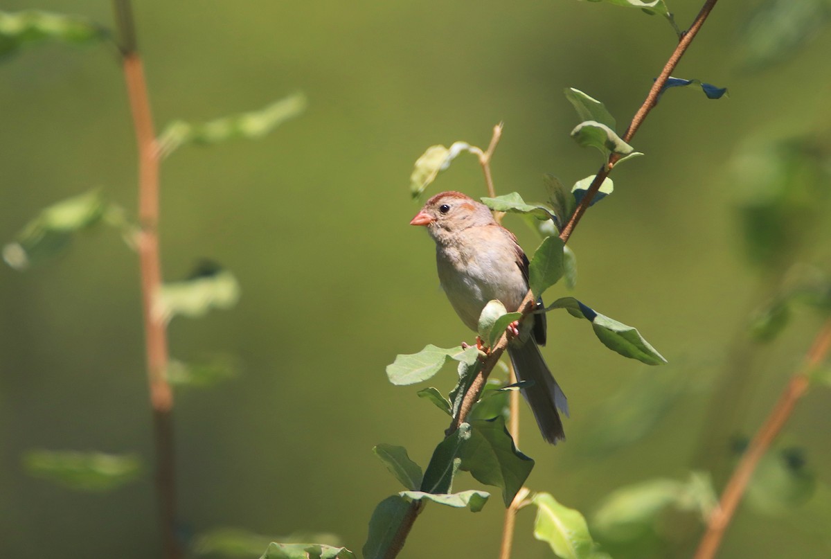 Field Sparrow - ML623575505