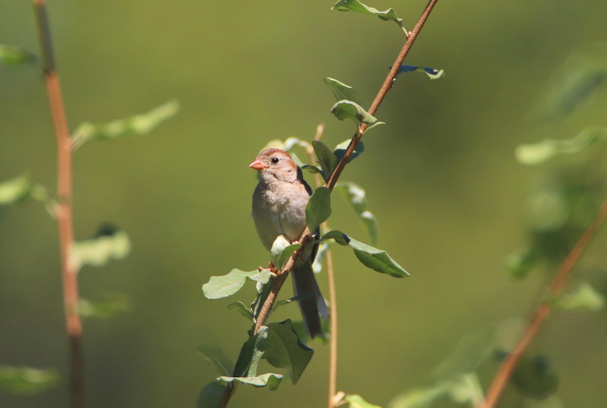 Field Sparrow - ML623575506