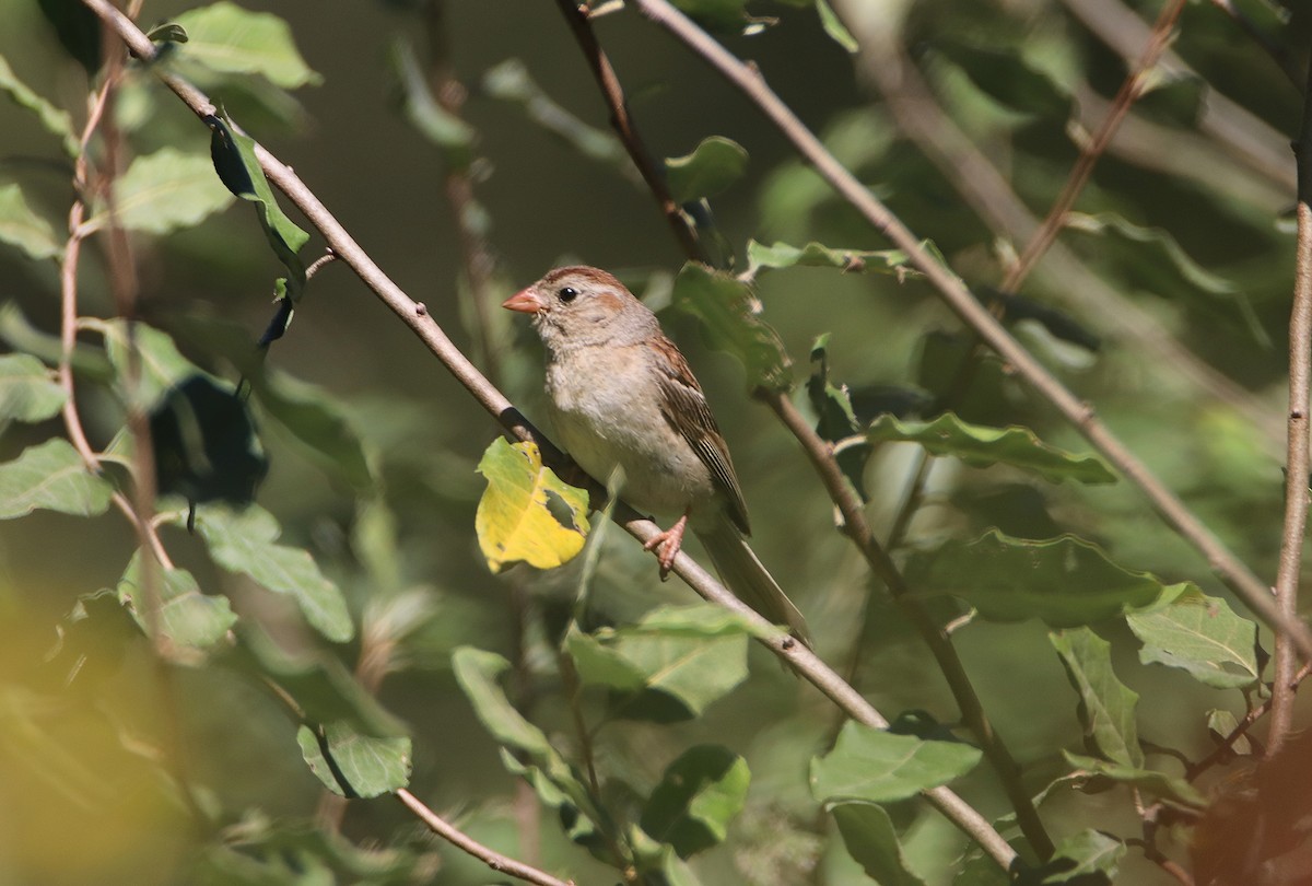 Field Sparrow - ML623575507