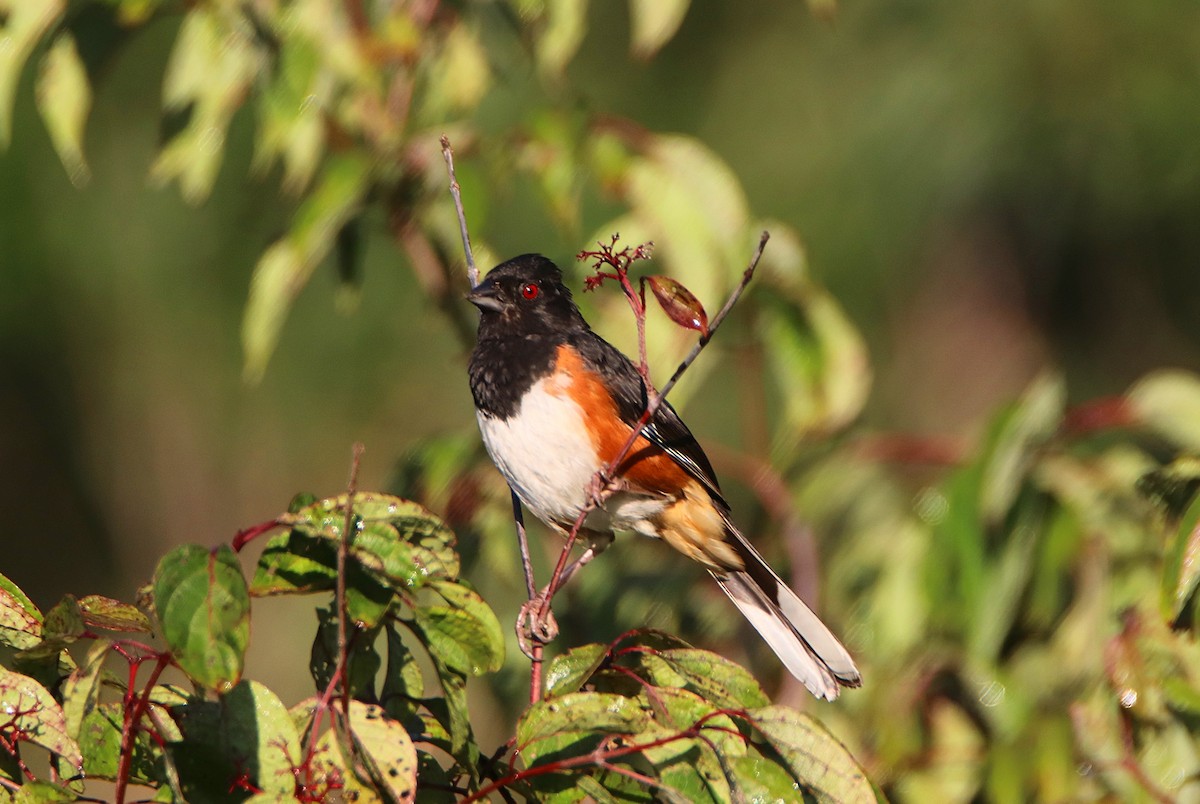 Eastern Towhee - ML623575540