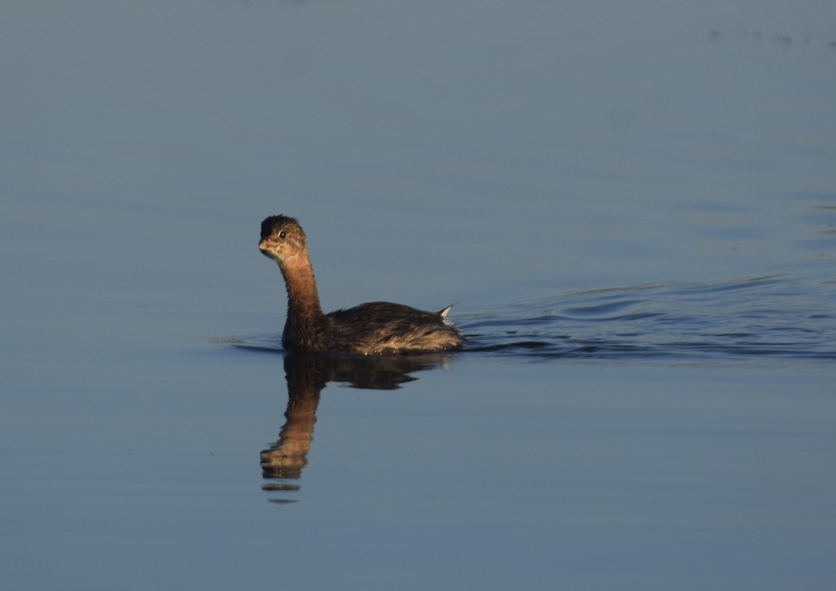 Pied-billed Grebe - ML623575617