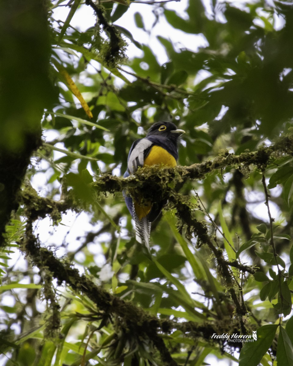 trogon podvazkový - ML623575652