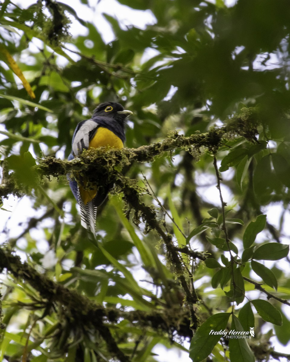 Gartered Trogon - Freddy Herrera