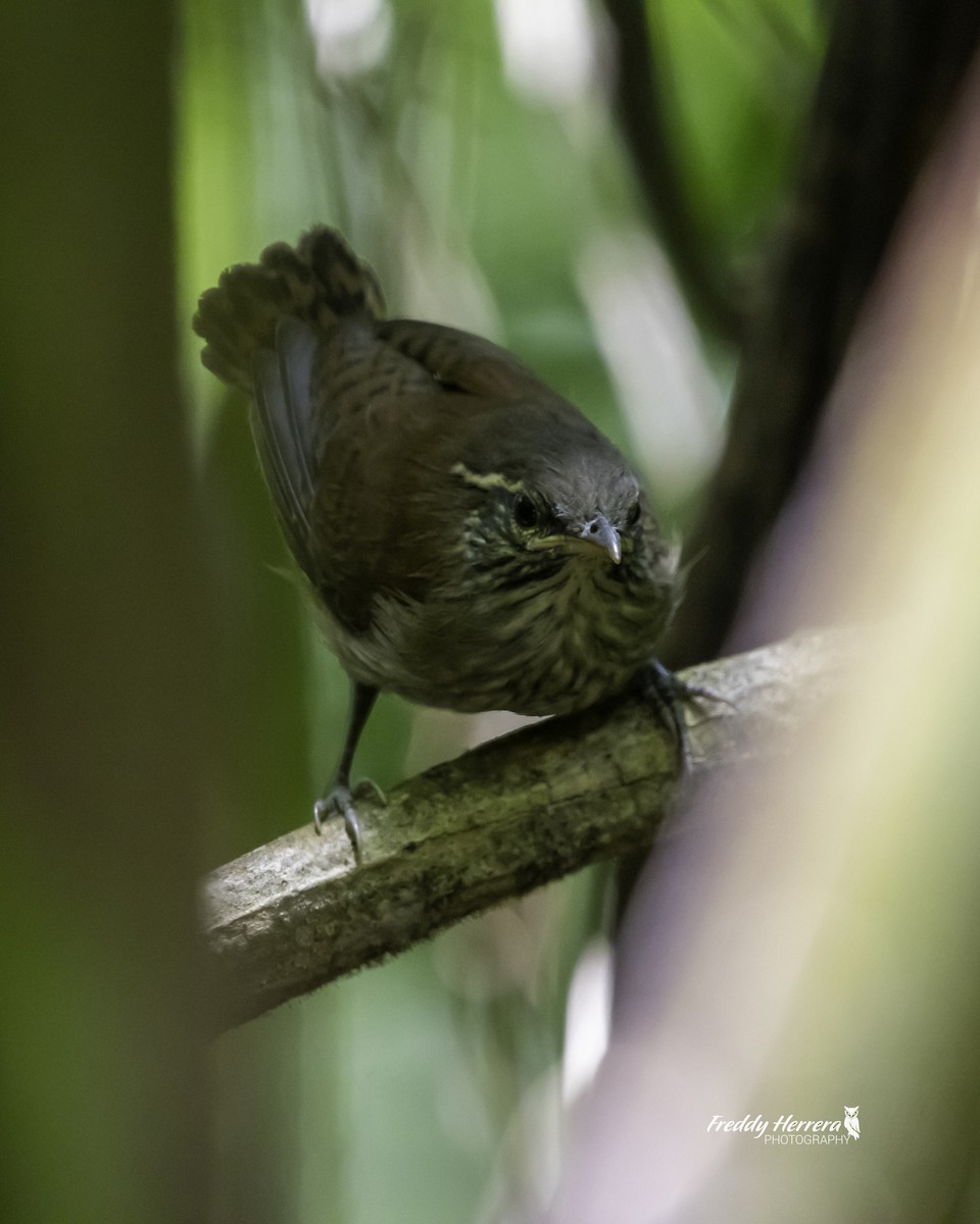 Rufous-and-white Wren - ML623575720