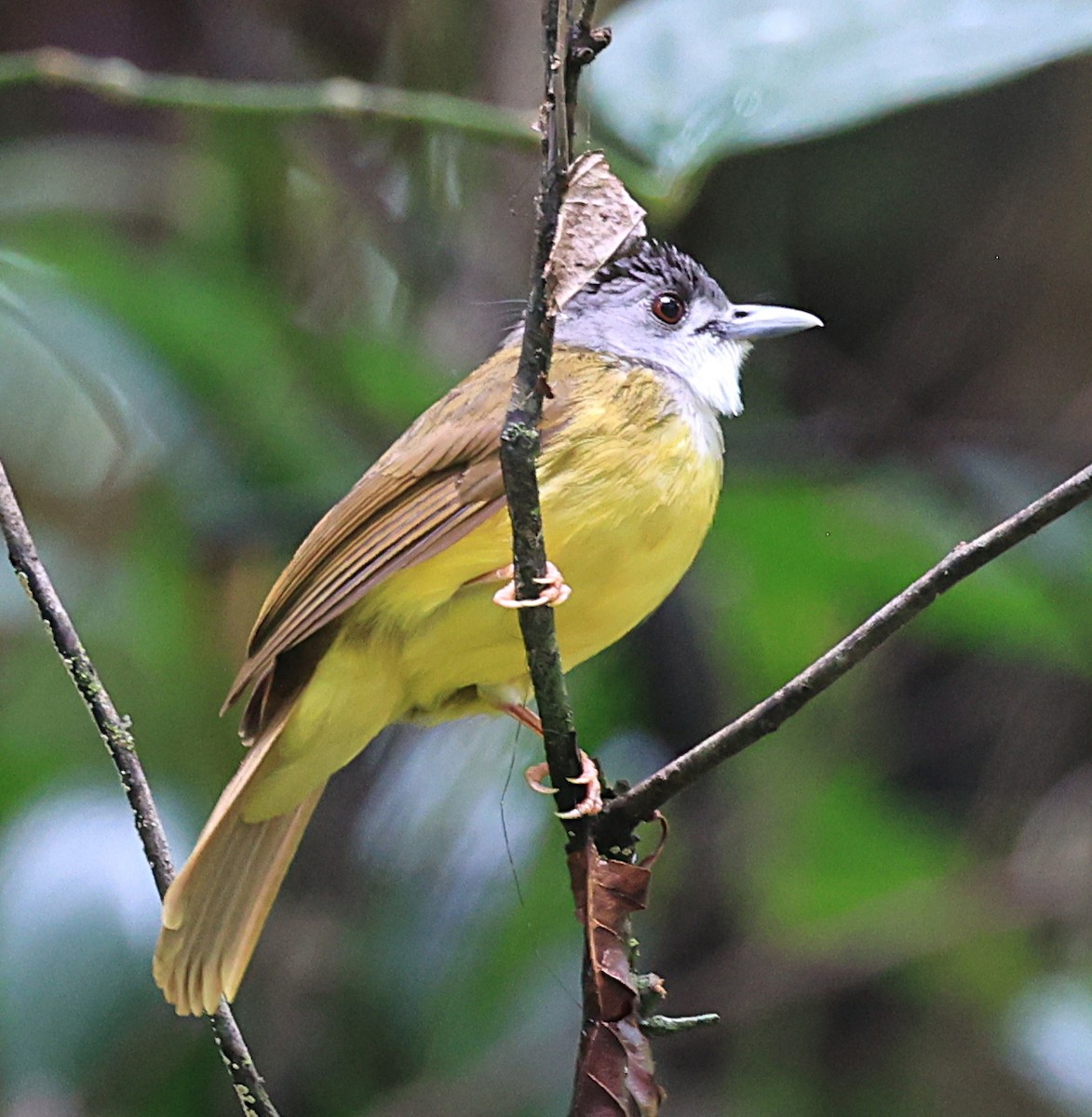 Yellow-bellied Bulbul - ML623575730