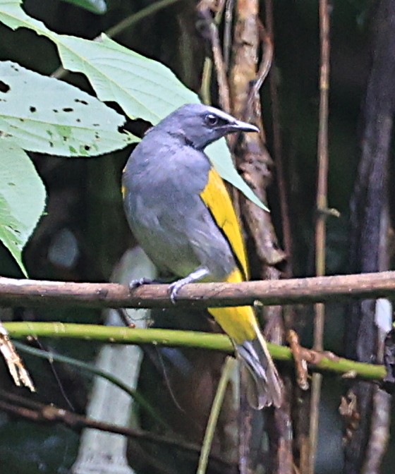 Gray-bellied Bulbul - Steve Parrish