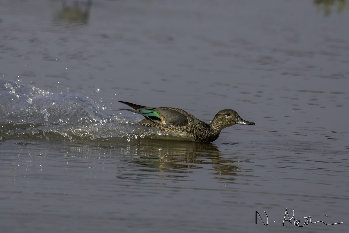 Green-winged Teal - Nagi Aboulenein