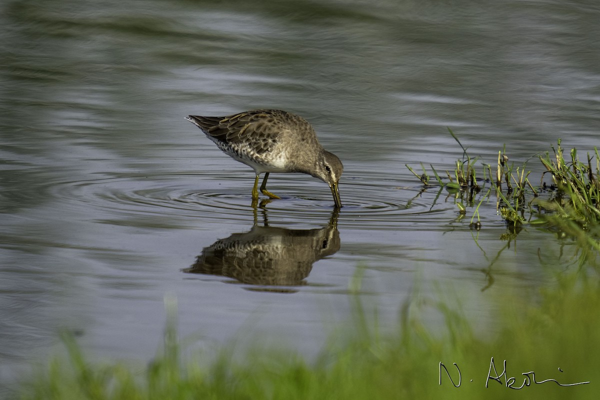 Bécassin à long bec - ML623575788