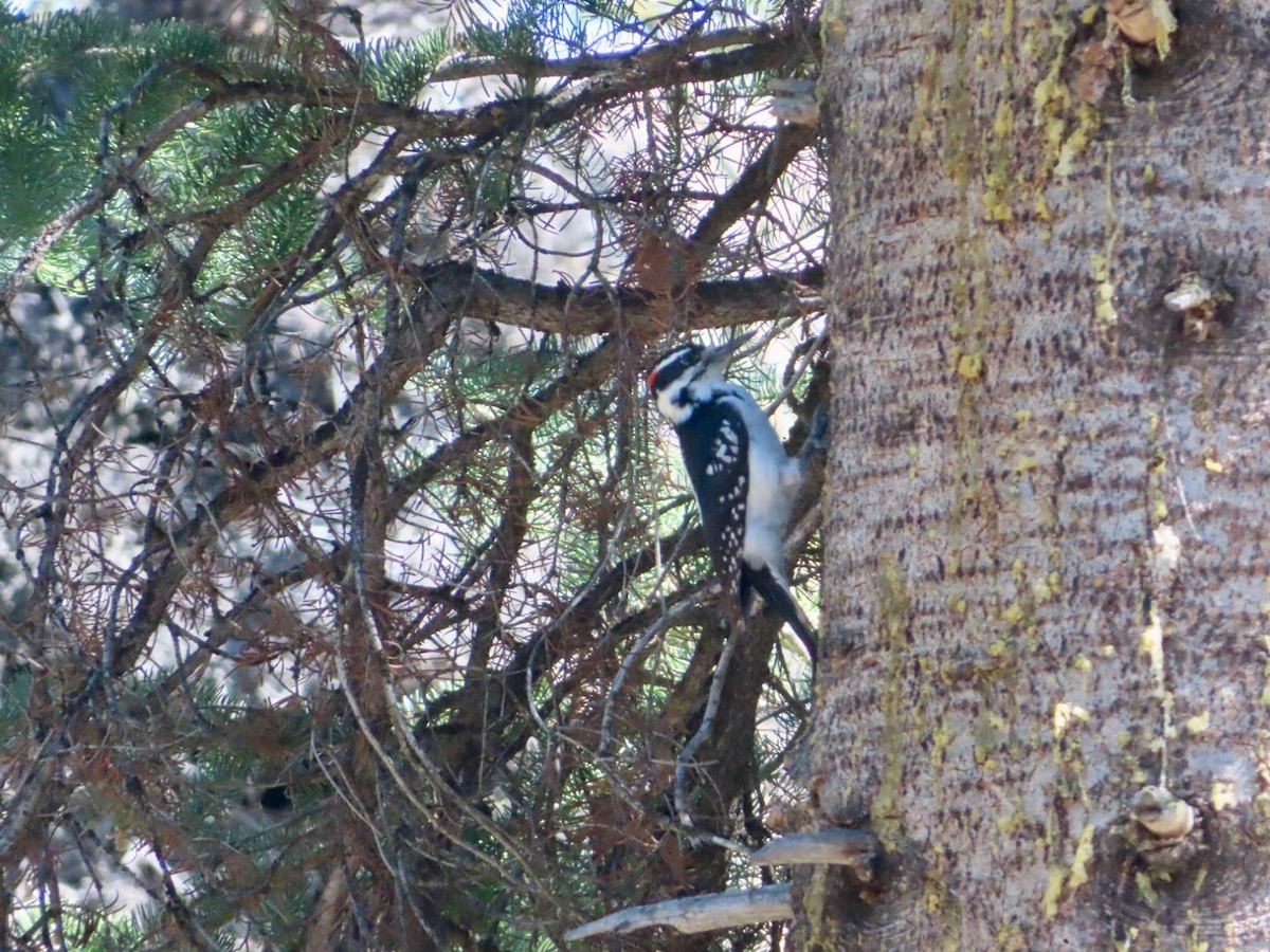 Hairy Woodpecker - ML623575791