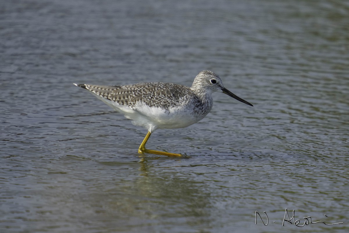 Greater Yellowlegs - Nagi Aboulenein