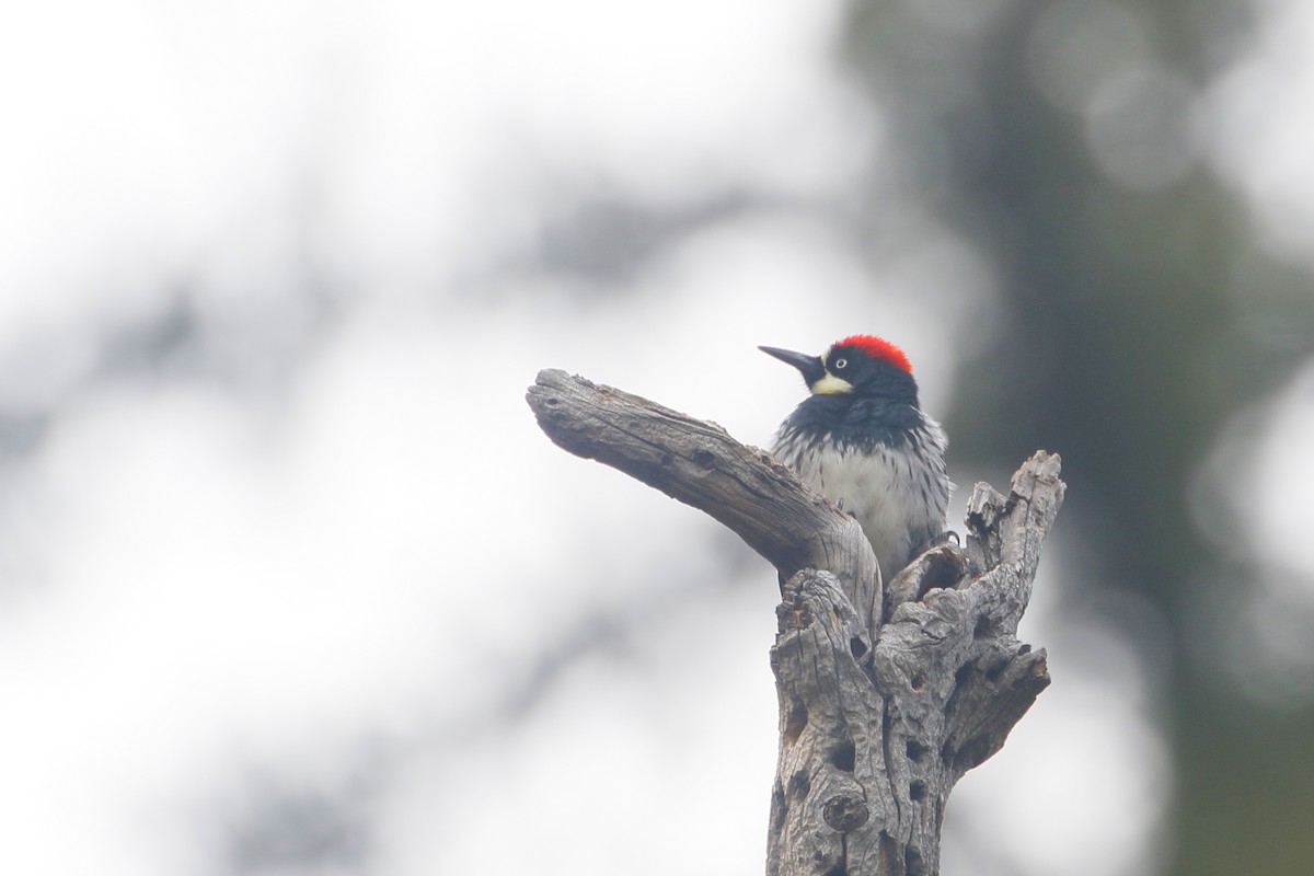 Acorn Woodpecker - ML623575813