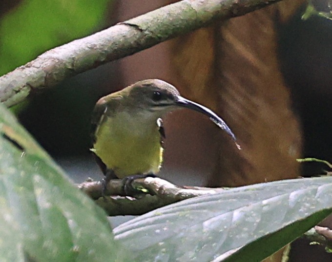 Little Spiderhunter - ML623575834