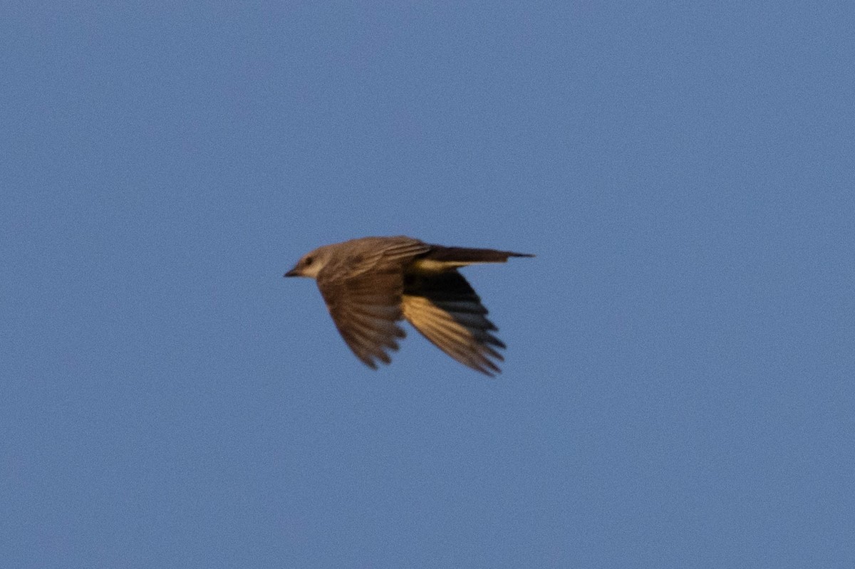 Western Kingbird - ML623575840