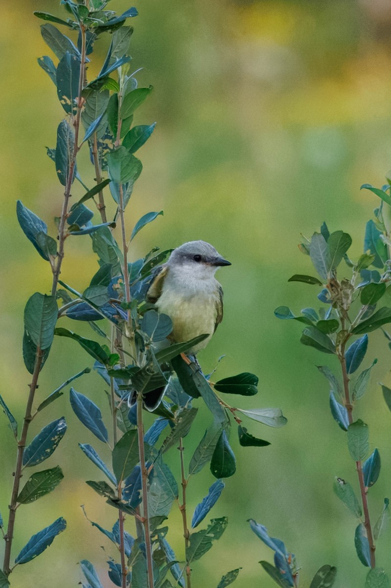 Western Kingbird - Rob  Sielaff