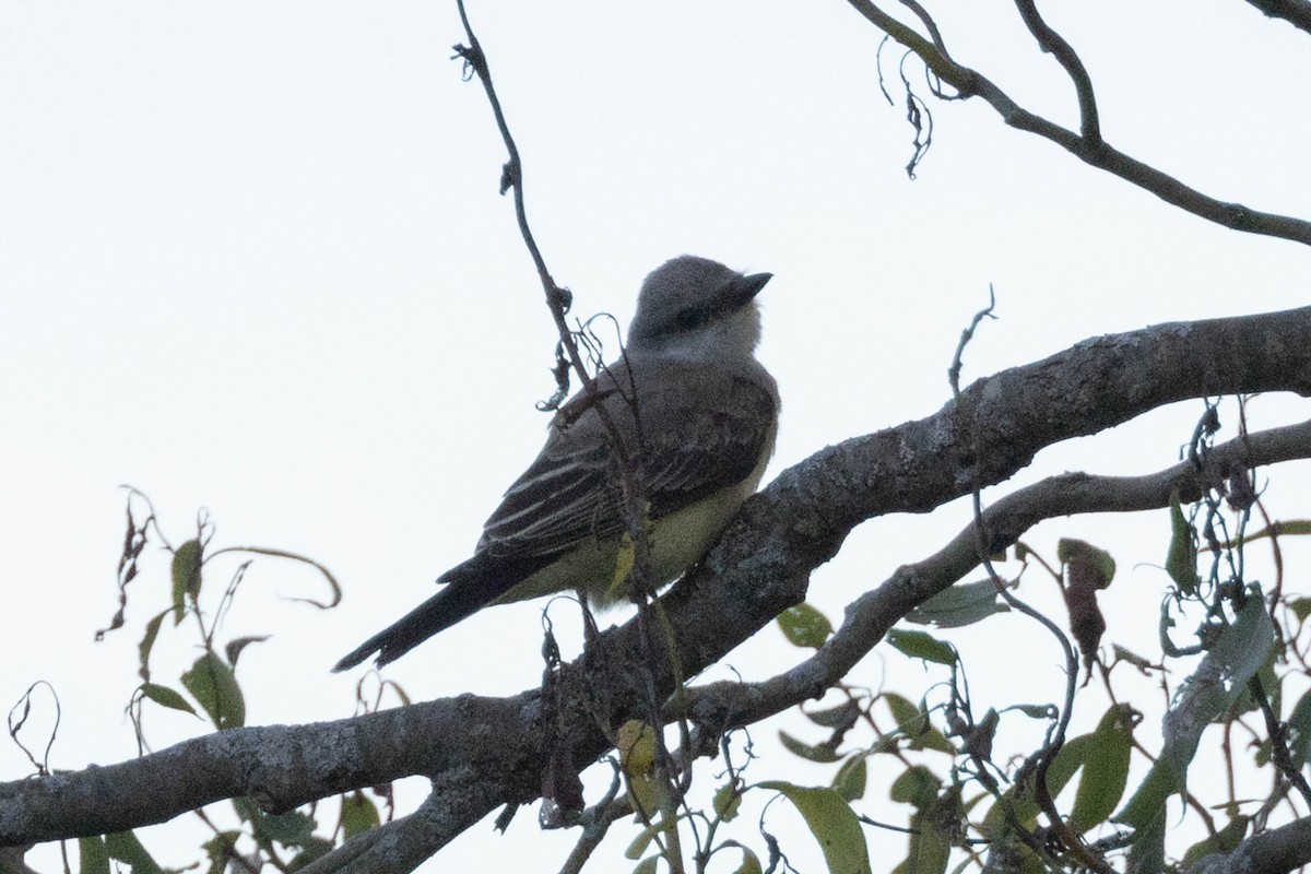 Western Kingbird - ML623575843