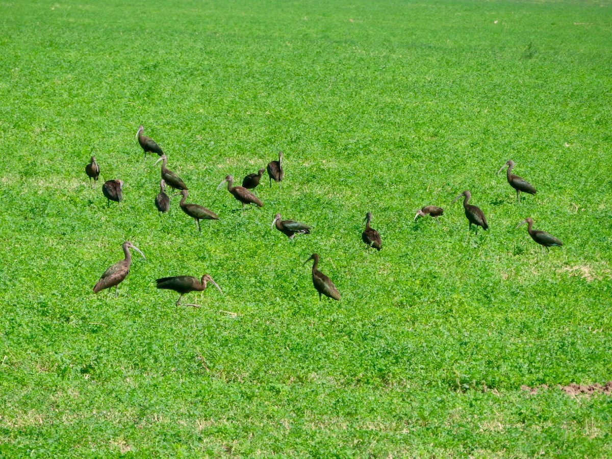 White-faced Ibis - ML623575883