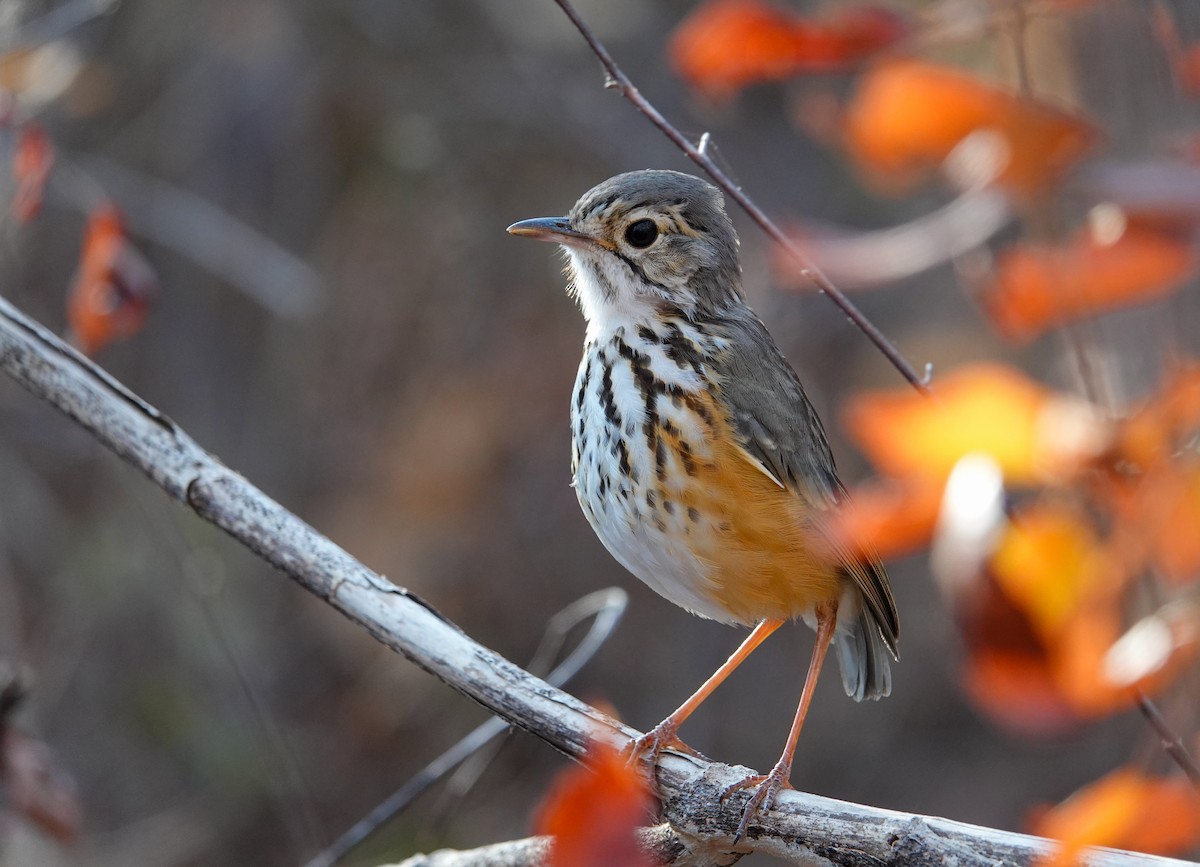 White-browed Antpitta - ML623575959