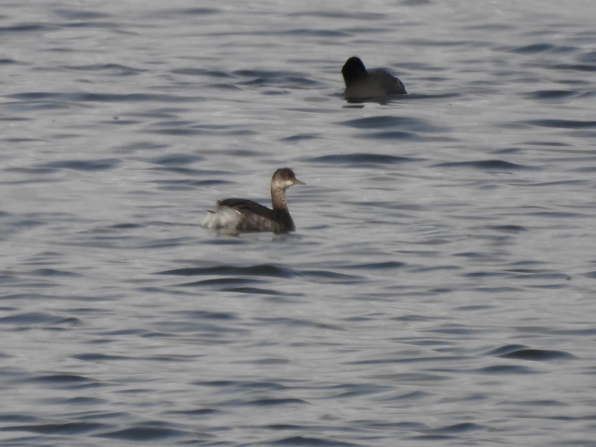 Eared Grebe - ML623575972